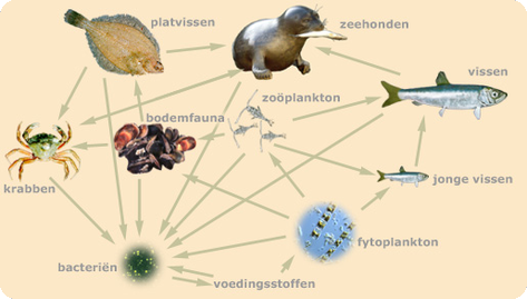 Voedselweb in zee (van www.ecomare.nl) (eenrichtingsverkeer!)
