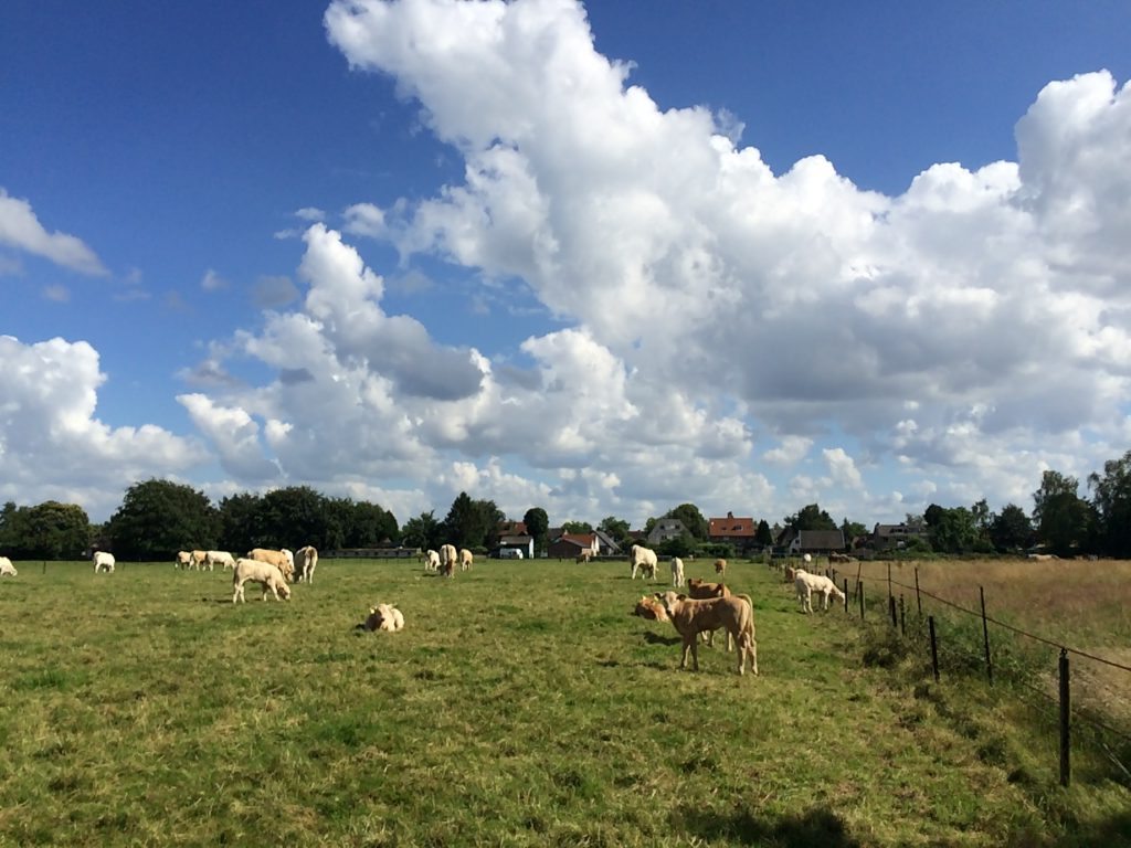 De koeien lopen op een weiland op de Jachthuislaan. 