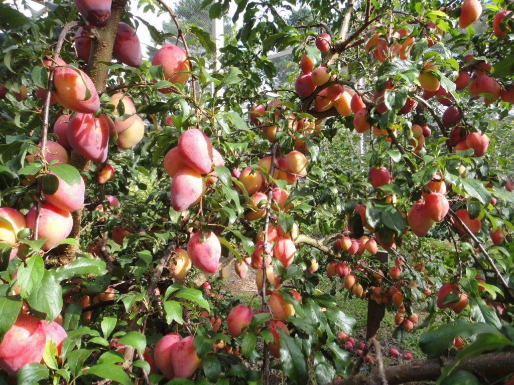 Te veel pruimen? - foto Prunus domestica ‘Luisa' - Daleys Fruit