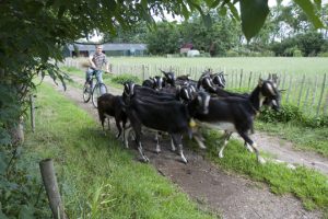 Excursie - Bezoek aan biologische geitenboerderij Eureka @ Duurzaamheidscentrum de Veenweide | Soest | Utrecht | Nederland